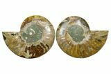 Cut & Polished Crystal-Filled Ammonite Fossil - Madagascar #354160-1